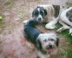 CANS DESAPARECIDOS EN SAN XULIAN DE SALES